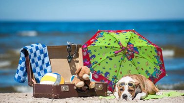 Consejos para ir a la playa con tu perro