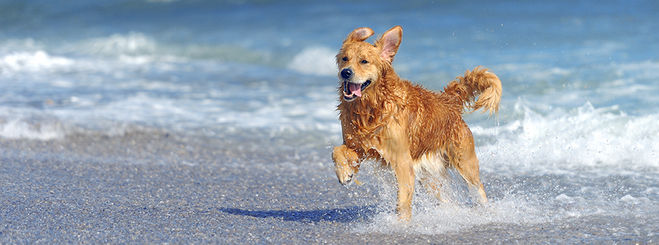 Consejos para ir a la playa con tu perro Consejos para ir a la playa con tu perro