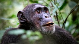 Detectan casos de lepra en chimpancés salvajes