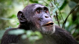 Detectan casos de lepra en chimpancés salvajes