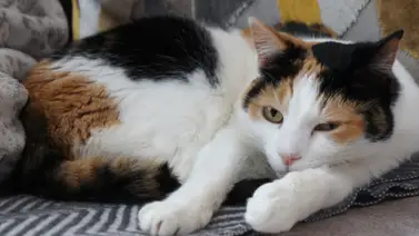 ¿Qué relación existe entre el color del pelo del gato y su sexo? ¿Qué relación existe entre el color del pelo del gato y su sexo?