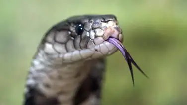 Cómo identificar las serpientes venenosas Cómo identificar las serpientes venenosas