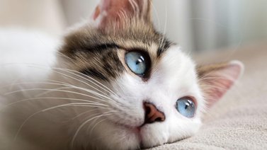 Aprende a identificar cuando el gato está enfermo