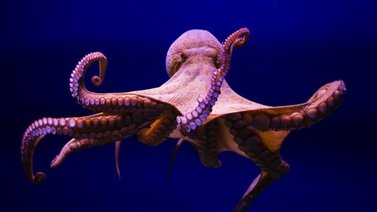 Hoy es el Día Internacional del Pulpo