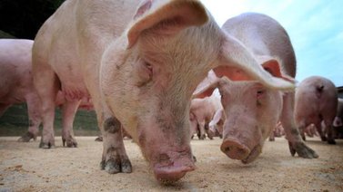 Sacrifican unos 600 cerdos en el Reino Unido por falta de personal