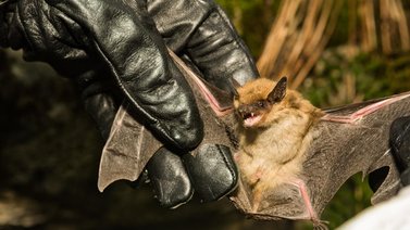 Un hombre en Illinois muere tras contraer rabia por mordedura de un murciélago mientras dormía