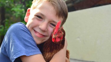 Básicos para tener una gallina en casa