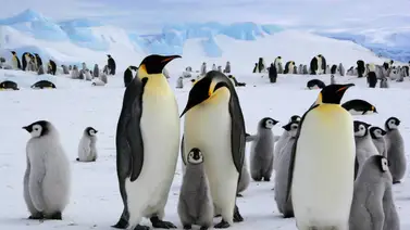 ¿Cuántas especies de pingüinos existen? ¿Cuántas especies de pingüinos existen?
