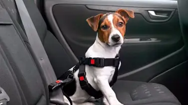 Qué seguridad debe llevar el perro al viajar en carro Qué seguridad debe llevar el perro al viajar en carro