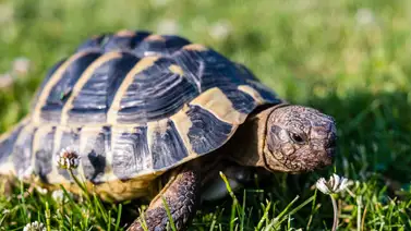 Tortuga detiene el tráfico en aeropuerto de Japón Tortuga detiene el tráfico en aeropuerto de Japón