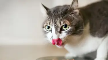 Importancia de la alimentación en los gatos castrados Importancia de la alimentación en los gatos castrados