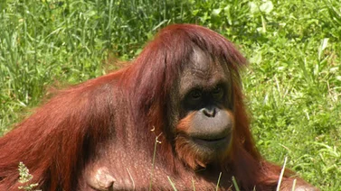 Muere orangután de 44 años en zoológico de Miami
