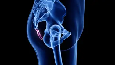 Estudio sugiere cómo nuestros ancestros perdieron la cola Estudio sugiere cómo nuestros ancestros perdieron la cola