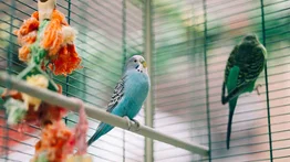 Recomendaciones para ubicar la jaula de las aves