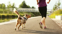Beneficios del ejercicio para los perros