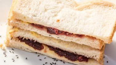 Mantén las hormigas fuera de casa con trucos orgánicos