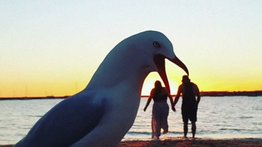 Una gaviota "gigante" casi se come a una pareja en la playa (+Video)