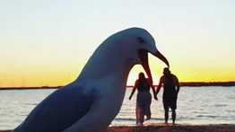 Una gaviota "gigante" casi se come a una pareja en la playa (+Video)