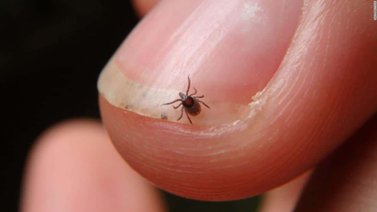 Alerta en Delta Amacuro por brote de garrapatas en la entidad