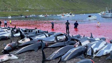 Asesinan a más de 1.400 delfines en una jornada de caza tradicional en las islas Feroe
