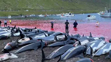 Asesinan a más de 1.400 delfines en una jornada de caza tradicional en las islas Feroe Asesinan a más de 1.400 delfines en una jornada de caza tradicional en las islas Feroe