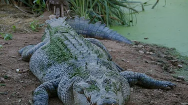 Encuentran objetos de valor incalculable en el estómago de un enorme cocodrilo (+Fotos)