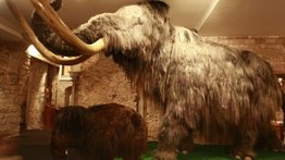 Empresa de genética busca resucitar a lo mamuts para "sanar" la Tierra