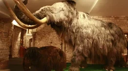 Empresa de genética busca resucitar a lo mamuts para "sanar" la Tierra