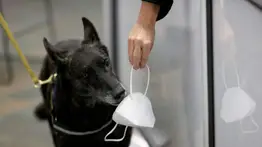 Perros detectan a personas con COVID-19 en el aeropuerto de Miami