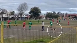Un perro invade un campo de fútbol en pleno partido y "anota" un golazo (+Video)