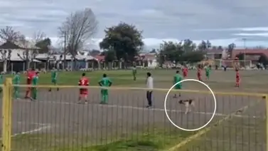 Un perro invade un campo de fútbol en pleno partido y "anota" un golazo (+Video) Un perro invade un campo de fútbol en pleno partido y "anota" un golazo (+Video)