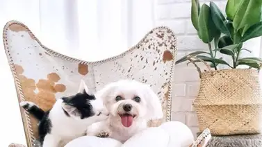 El Feng Shui y las mascotas El Feng Shui y las mascotas