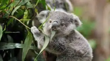 Virus asesino de koalas se transmite de madre a cría, según un estudio Virus asesino de koalas se transmite de madre a cría, según un estudio
