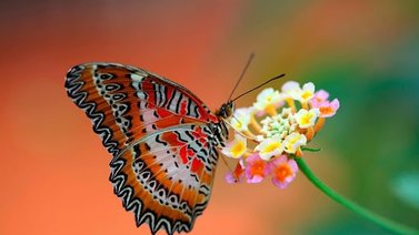 Datos curiosos sobre las mariposas