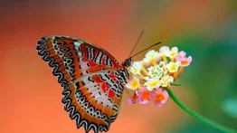 Datos curiosos sobre las mariposas