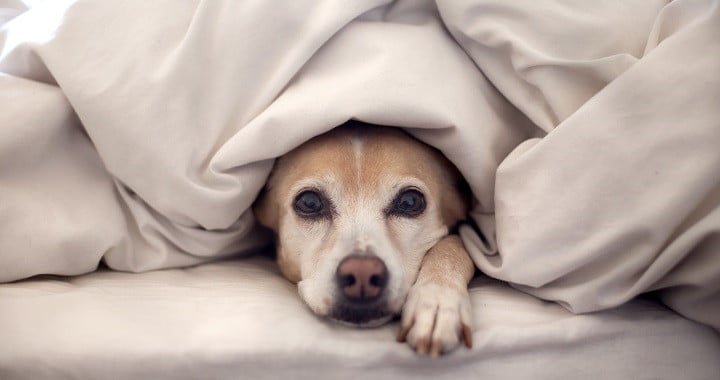 Pro y contra de dormir con tu perro Pro y contra de dormir con tu perro