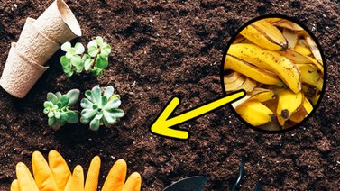 Cáscara de plátano: fertilizante y abrillantador biodegradable