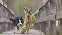 Científicos encuentran nueva e impactante evidencia de la inteligencia canina