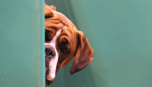 Científicos encuentran nueva e impactante evidencia de la inteligencia canina
