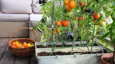 Ventajas de tener un huerto en casa Ventajas de tener un huerto en casa