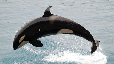 Un grupo de orcas embiste a un velero en la costa de España (+Video)