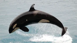 Un grupo de orcas embiste a un velero en la costa de España (+Video)