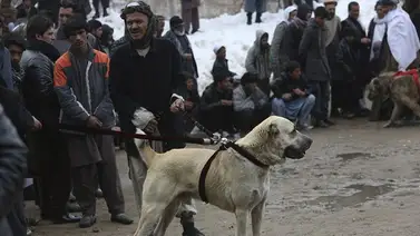 Estados Unidos desmiente abandono de perros en Kabul Estados Unidos desmiente abandono de perros en Kabul