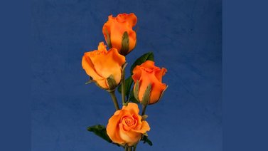 Masa flexible: rosas que perduran