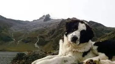 Venezuela celebra el Día Nacional del Perro Mucuchíes Venezuela celebra el Día Nacional del Perro Mucuchíes