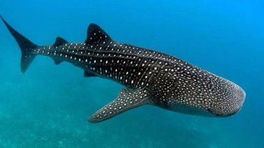 30 de agosto: Día del Tiburón Ballena
