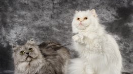 Diferencias entre el gato angora y el persa