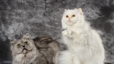 Diferencias entre el gato angora y el persa