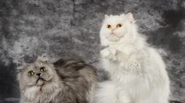 Diferencias entre el gato angora y el persa