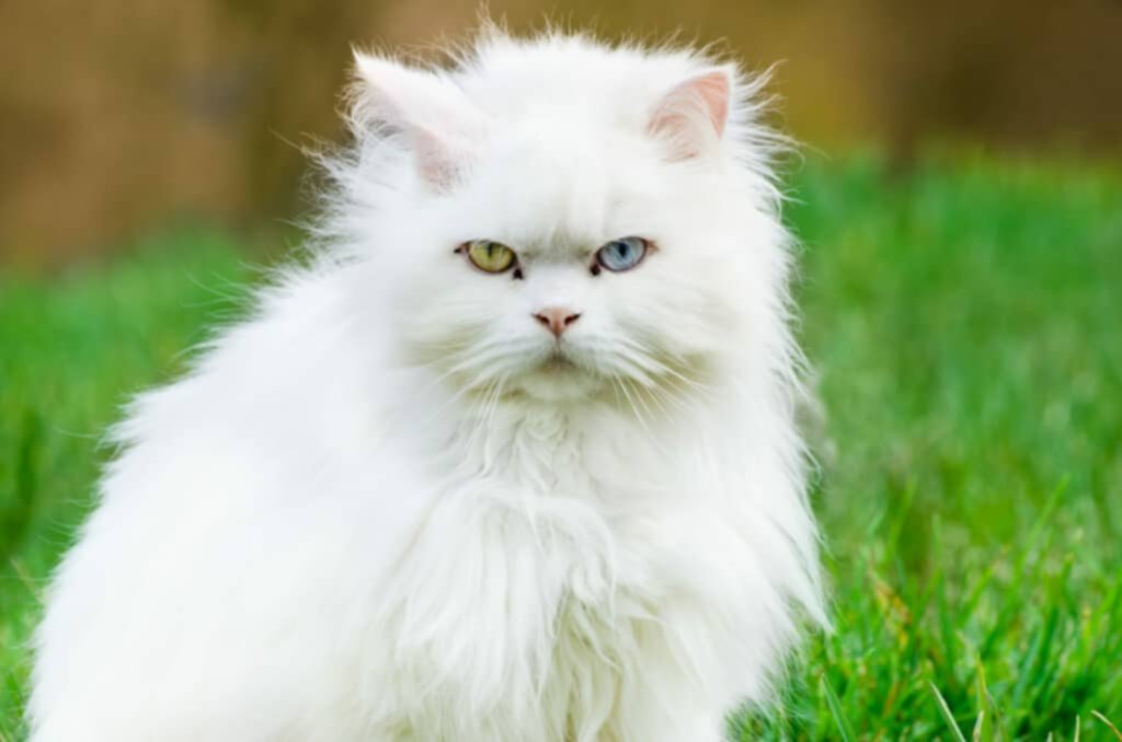 Diferencias entre el gato angora y el persa Diferencias entre el gato angora y el persa